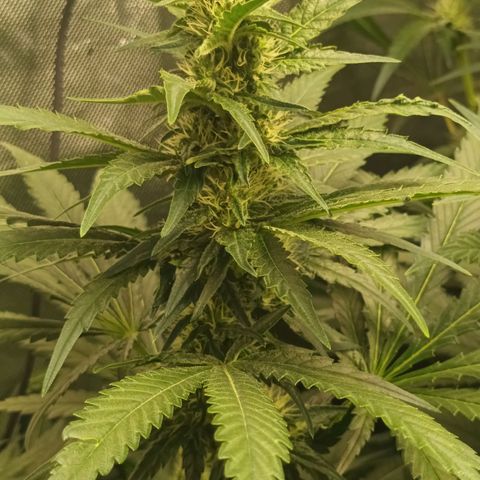 Gran Daddy Purp #1 growlog timeline photo