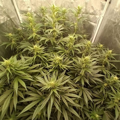 Gran Daddy Purp #1 growlog timeline photo