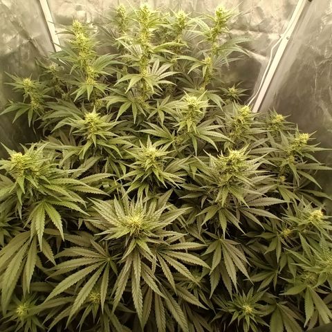 Gran Daddy Purp #1 growlog timeline photo