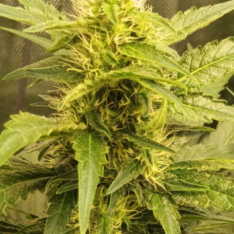 Gran Daddy Purp #1 growlog timeline photo