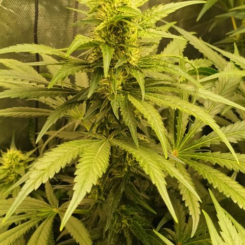 Gran Daddy Purp #1 growlog timeline photo