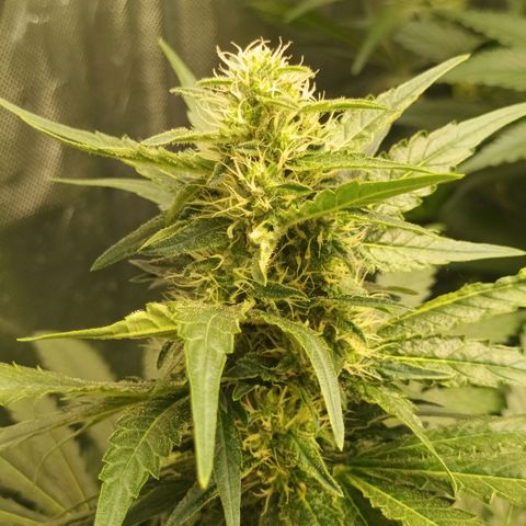 Gran Daddy Purp #1 growlog timeline photo