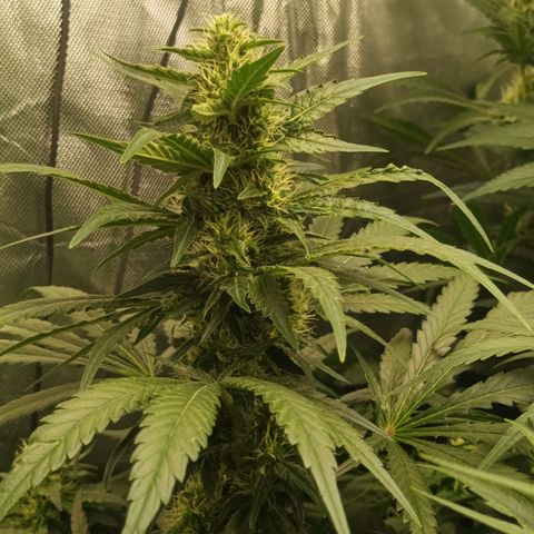 Gran Daddy Purp #1 growlog timeline photo