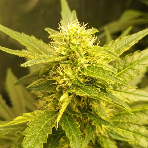 Gran Daddy Purp #1 growlog timeline photo