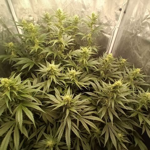 Gran Daddy Purp #1 growlog timeline photo