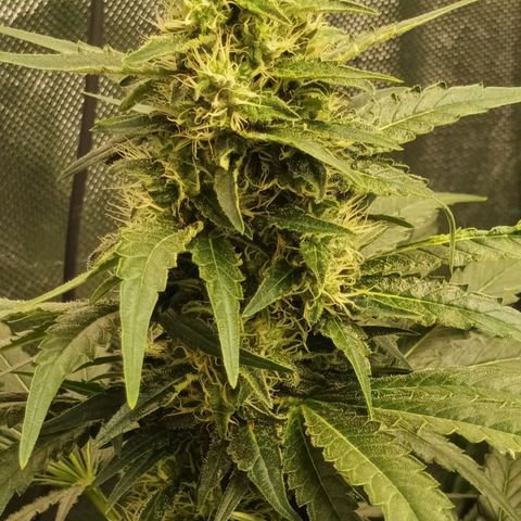 Gran Daddy Purp #1 growlog timeline photo