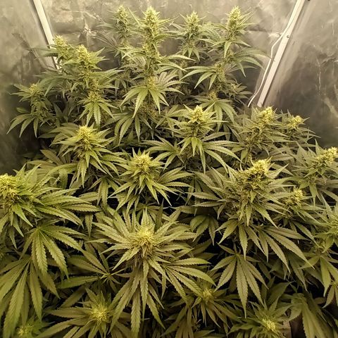 Gran Daddy Purp #1 growlog timeline photo