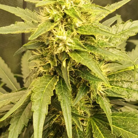 Gran Daddy Purp #1 growlog timeline photo