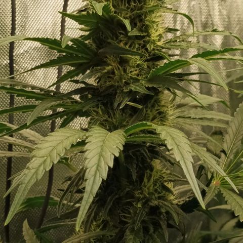 Gran Daddy Purp #1 growlog timeline photo