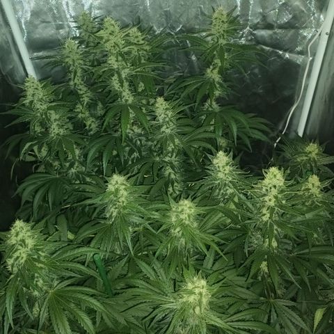 Gran Daddy Purp #1 growlog timeline photo