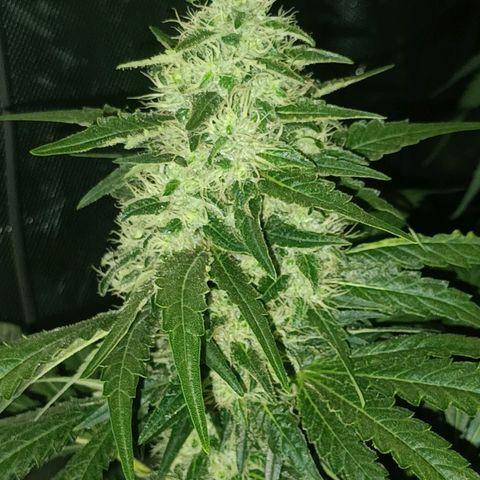 Gran Daddy Purp #1 growlog timeline photo