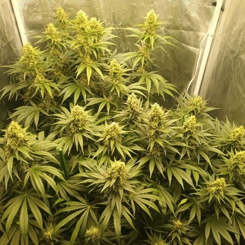 Gran Daddy Purp #1 growlog timeline photo