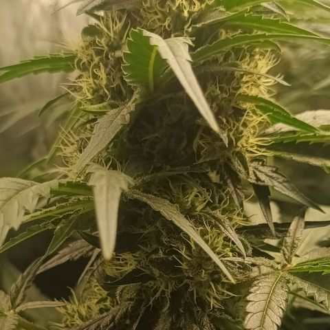 Gran Daddy Purp #1 growlog timeline photo