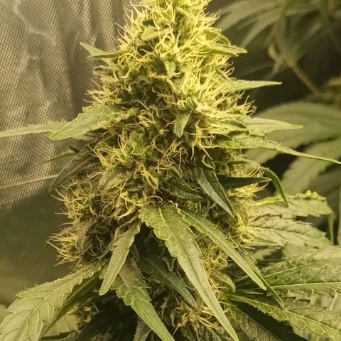 Gran Daddy Purp #1 growlog timeline photo