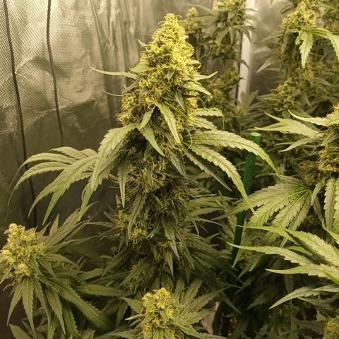 Gran Daddy Purp #1 growlog photo: Final Trim
Remove leaves overshadowing bud sites and large fan leaves