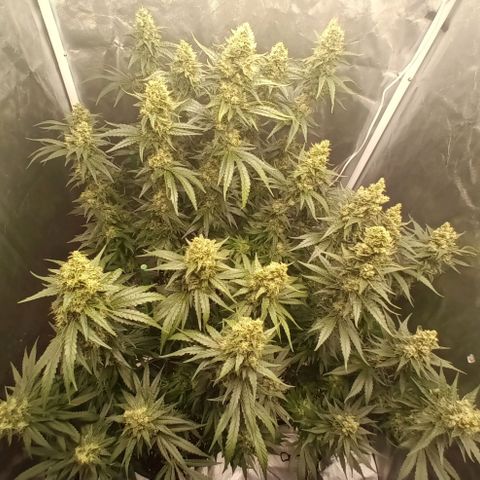 Gran Daddy Purp #1 growlog photo: Final Trim
Remove leaves overshadowing bud sites and large fan leaves
