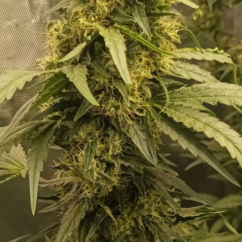 Gran Daddy Purp #1 growlog photo: Final Trim
Remove leaves overshadowing bud sites and large fan leaves