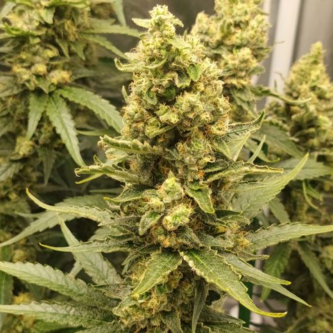 Gran Daddy Purp #1 growlog timeline photo