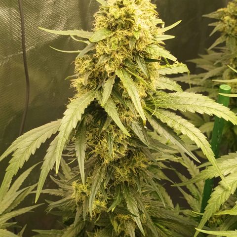 Gran Daddy Purp #1 growlog timeline photo