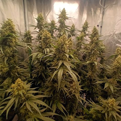 Gran Daddy Purp #1 growlog timeline photo