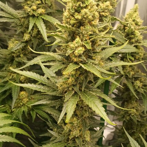 Gran Daddy Purp #1 growlog timeline photo