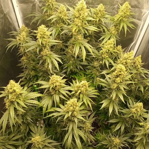 Gran Daddy Purp #1 growlog timeline photo