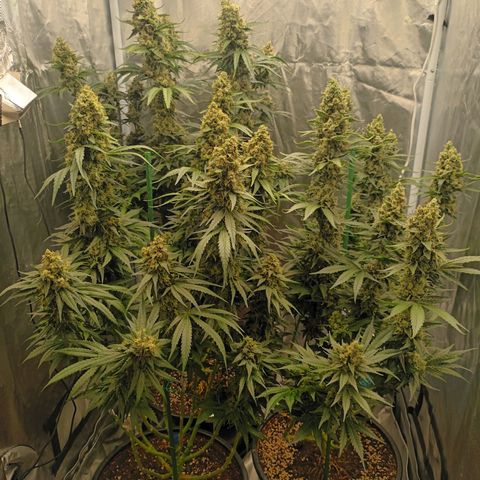 Gran Daddy Purp #1 growlog photo: Remove all fan leaves