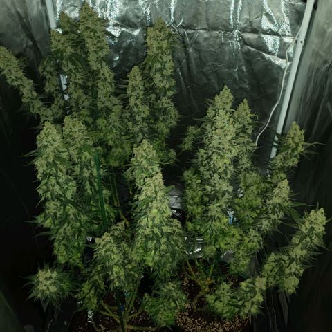 Gran Daddy Purp #1 growlog photo: Remove all fan leaves