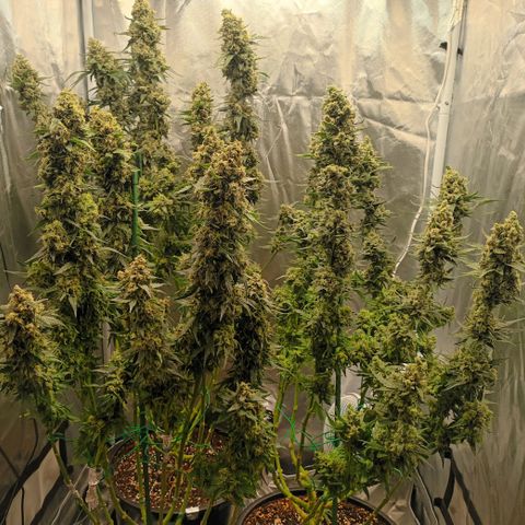 Gran Daddy Purp #1 growlog photo: Remove all fan leaves