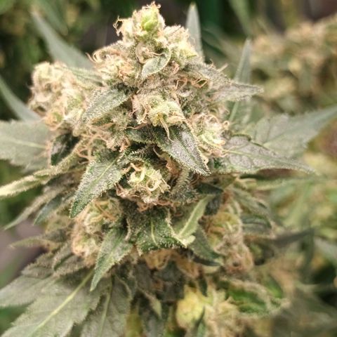 Gran Daddy Purp #1 growlog timeline photo