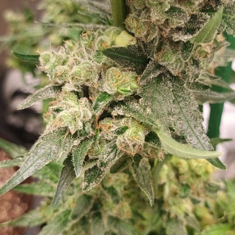 Gran Daddy Purp #1 growlog timeline photo