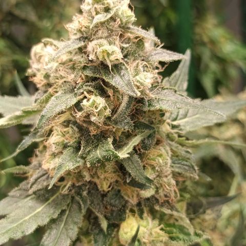 Gran Daddy Purp #1 growlog timeline photo