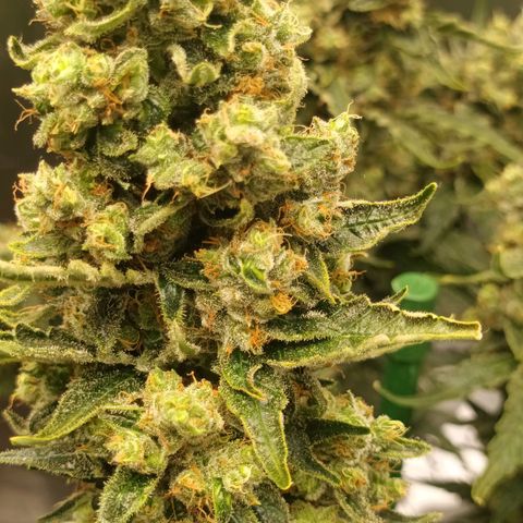 Gran Daddy Purp #1 growlog timeline photo
