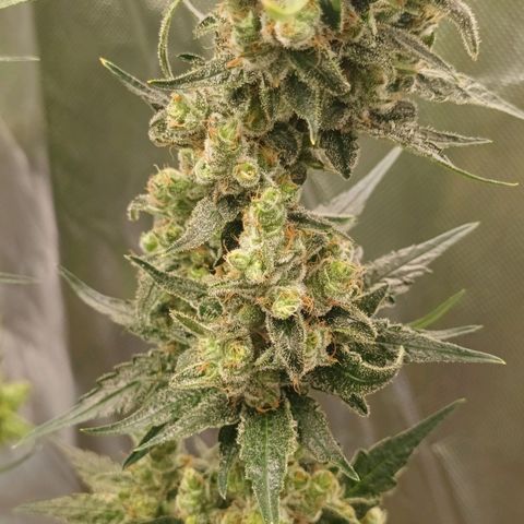 Gran Daddy Purp #1 growlog timeline photo