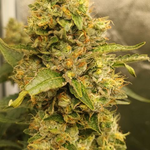 Gran Daddy Purp #1 growlog timeline photo