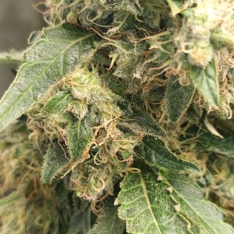 Gran Daddy Purp #1 growlog timeline photo