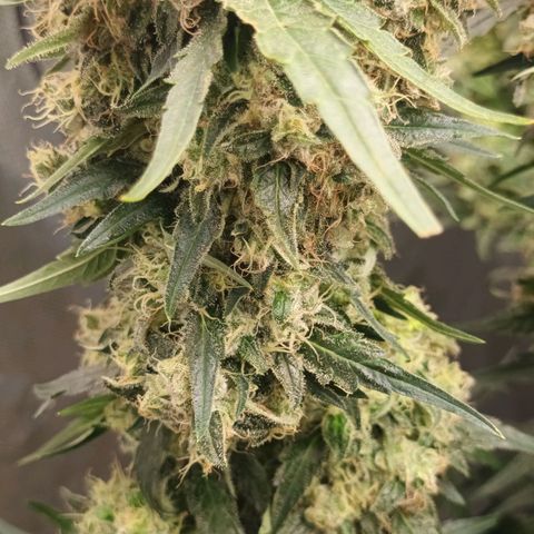 Gran Daddy Purp #1 growlog timeline photo