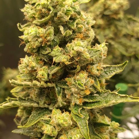 Gran Daddy Purp #1 growlog timeline photo