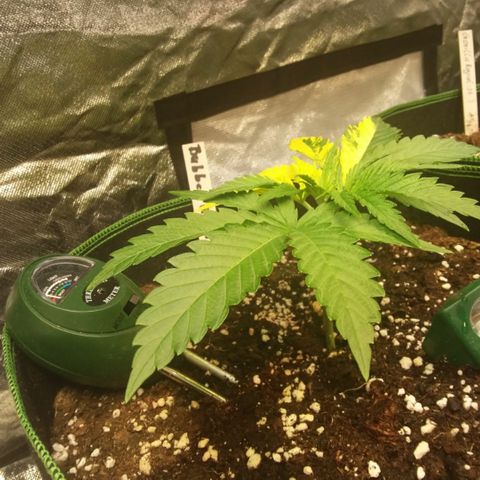 Bubble Kush Albino  growlog timeline photo