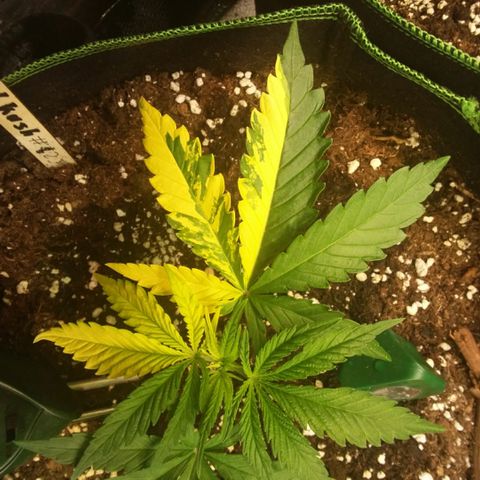 Bubble Kush Albino  growlog timeline photo