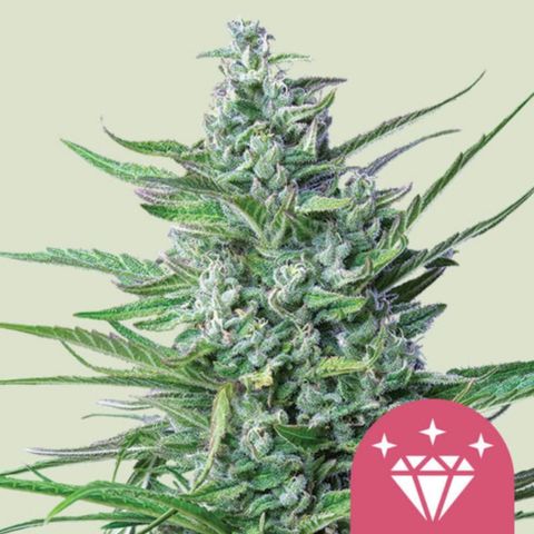 Bubble Kush Albino  growlog timeline photo