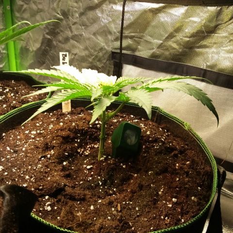 Bubble Kush Albino  growlog timeline photo
