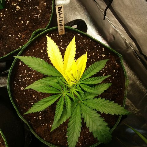 Bubble Kush Albino  growlog timeline photo