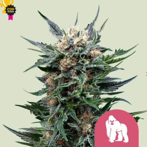 ROYAL GORILLA #1 growlog timeline photo