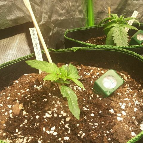 ROYAL GORILLA #1 growlog timeline photo