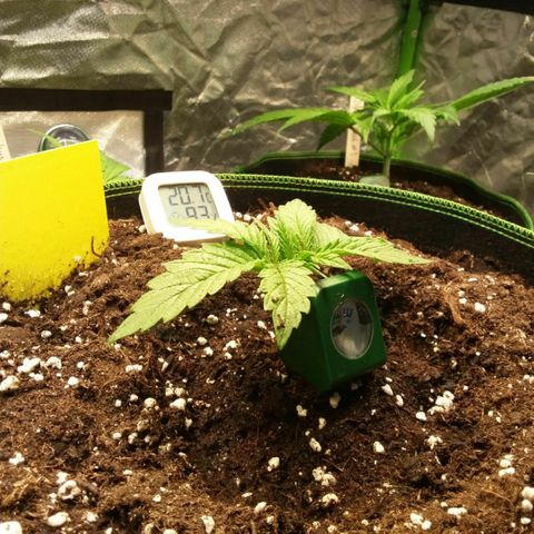 ROYAL GORILLA #1 growlog timeline photo