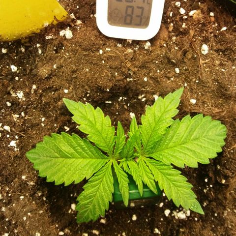 ROYAL GORILLA #1 growlog timeline photo