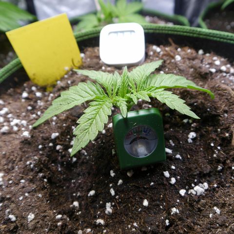 ROYAL GORILLA #1 growlog photo: Speidy 