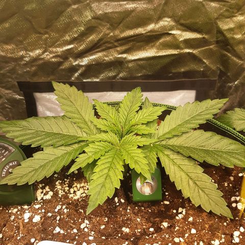 ROYAL GORILLA #1 growlog timeline photo