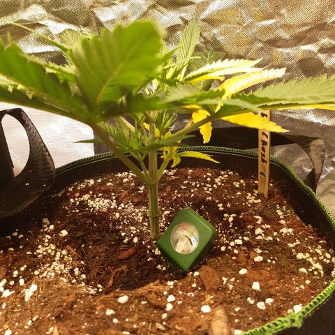Bubble Kush Albino  growlog timeline photo